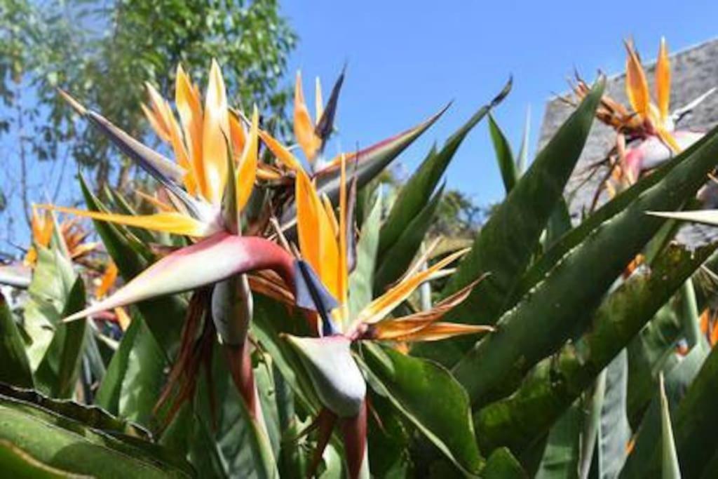 Appartement Le Strelitzia 2 à Cilaos Extérieur photo